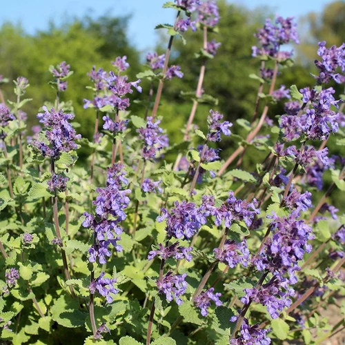 Nepeta cataria