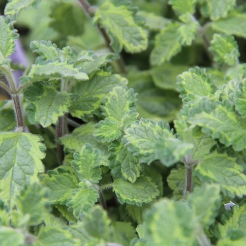 Nepeta faassenii 'Six Hill's Gold'