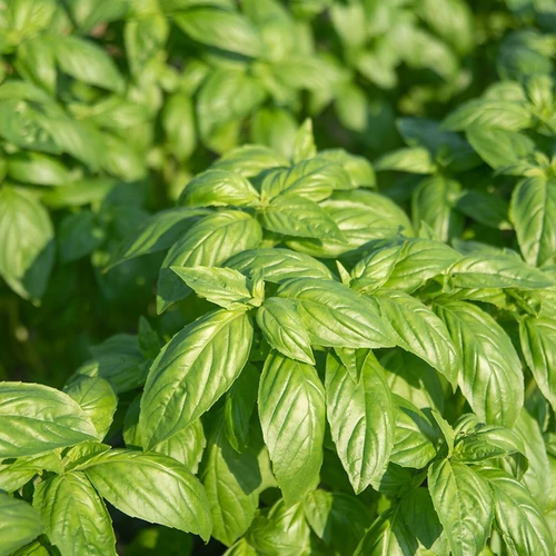 Ocimum 'Genoveser'