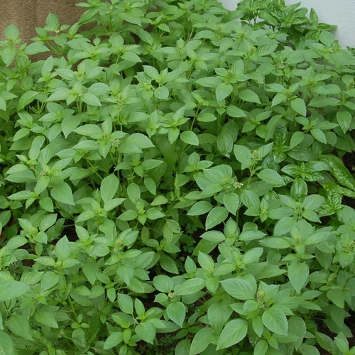 Ocimum 'Sweet Lemon'