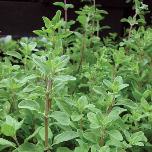 Origanum hortensis