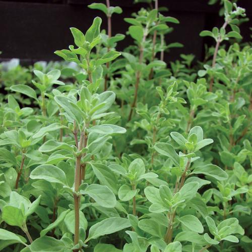 Origanum hortensis