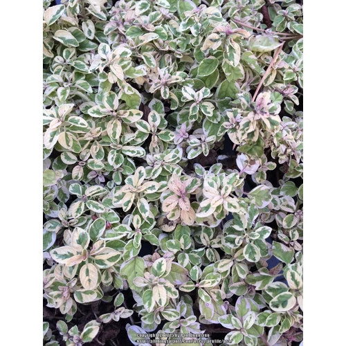 Origanum 'Variegata'