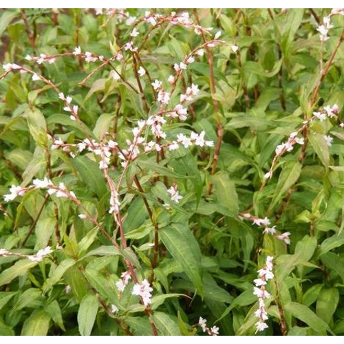 Persicaria odorata