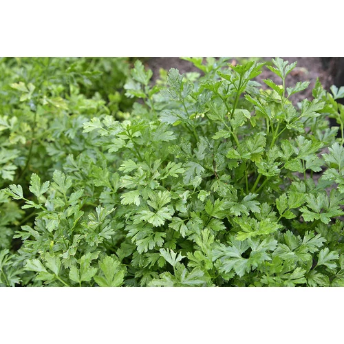 Petroselinum crispum