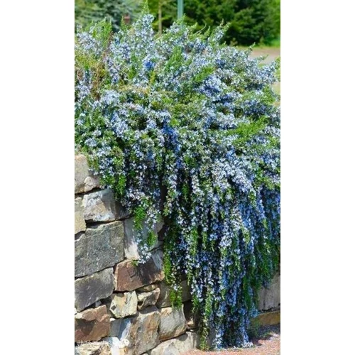 Rosmarinus officinalis 'Capri'