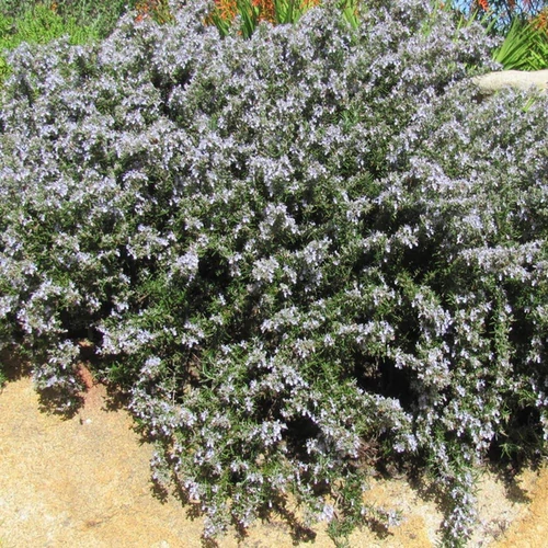Rosmarinus officinalis 'Prostratus'