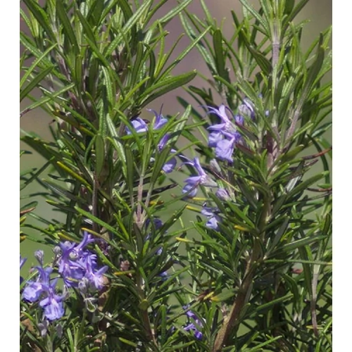 Rosmarinus officinalis 'Tuscan Open Field'