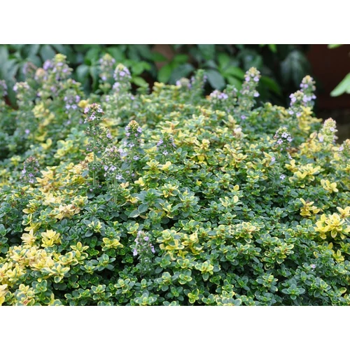 Thymus citriodorus 'Sambesi'