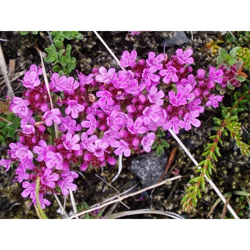 Thymus praecox