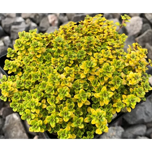 Thymus pulegioides 'Archer's Gold'