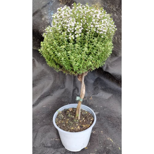 Thymus vulgaris