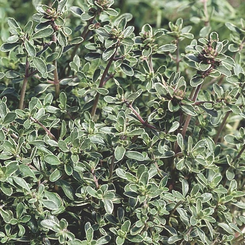 Thymus vulgaris 'Argenteus'