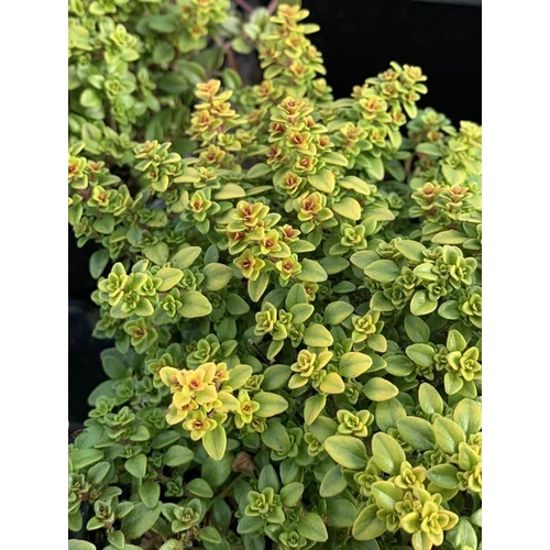 Thymus vulgaris 'Goldtaler'