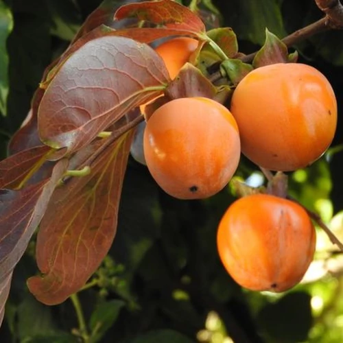 Diospyros kaki 'Cioccolatino'
