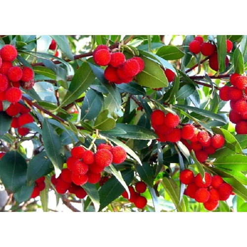 Arbutus unedo