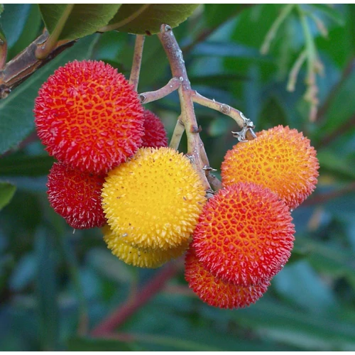 Arbutus unedo