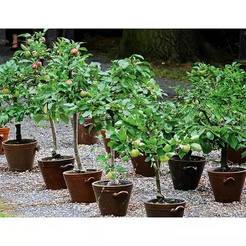 Nektarin, balkon, törpe (konténeres) - Prunus persica 40/60cm T80cm K10l