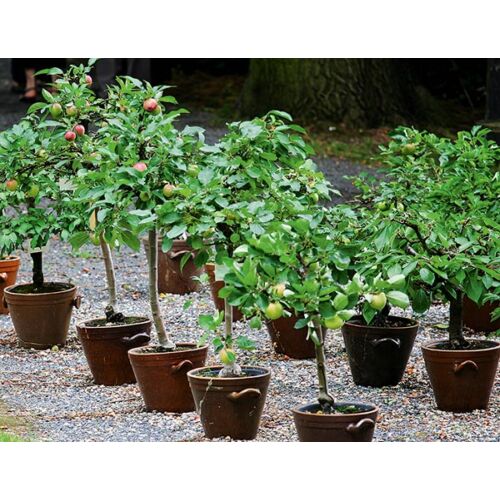 Nektarin, balkon, törpe (konténeres) - Prunus persica 40/60 cm, T80cm K10l