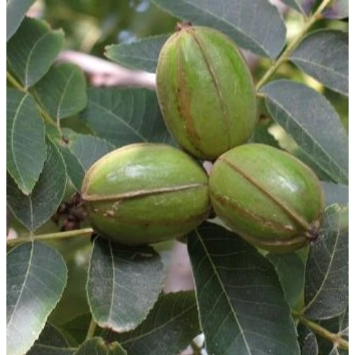 Carya illinoinensis