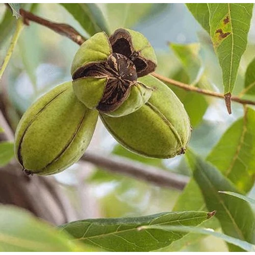 Carya illinoinensis 'Mahan'