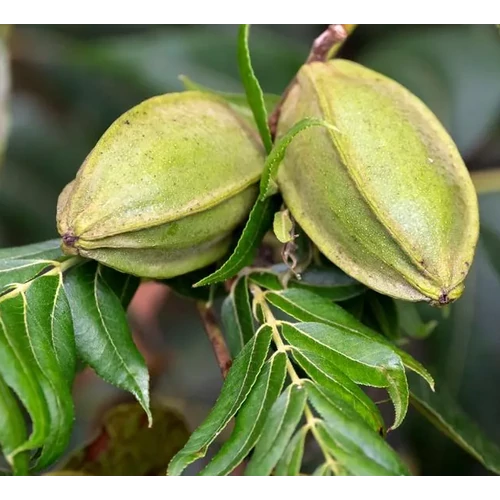 Carya illinoinensis 'Mohawk'
