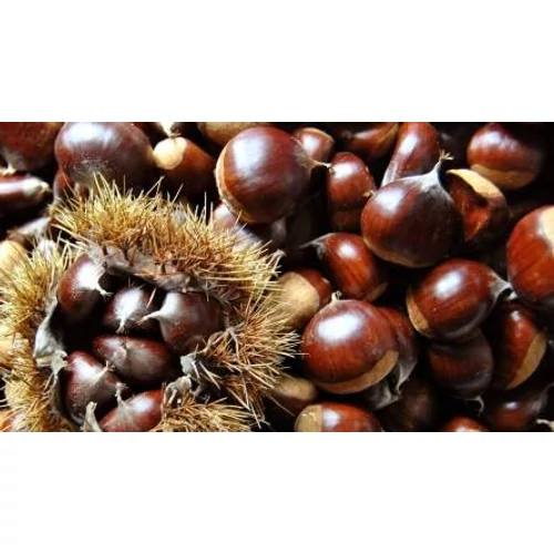 Castanea sativa 'Kőszegszerdahelyi 29'