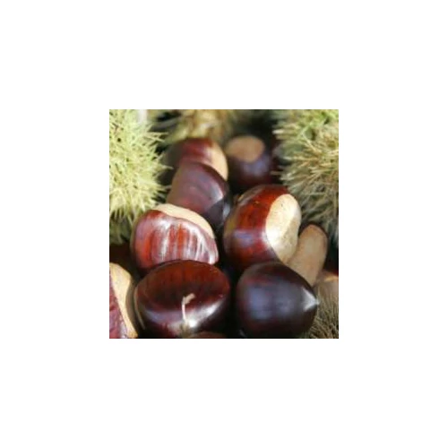 Castanea sativa 'Nagyszamosi 29'