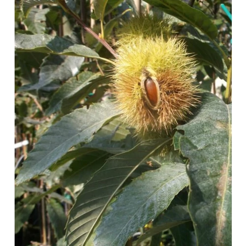 Szelídgesztenye - Castanea sativa 'Precoce Migoule' 100/125cm K2l
