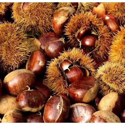 Castanea sativa 'Maraval'