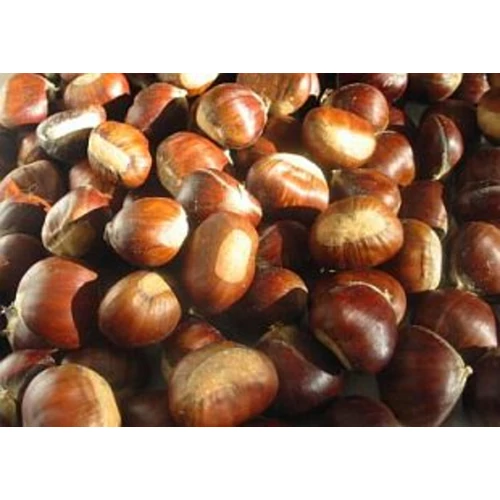 Castanea sativa 'Nagyszamosi 29'