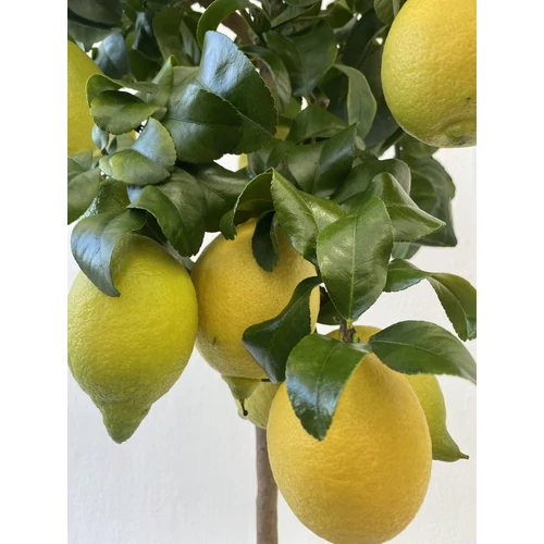 Citrus limon 'Carrubaro'