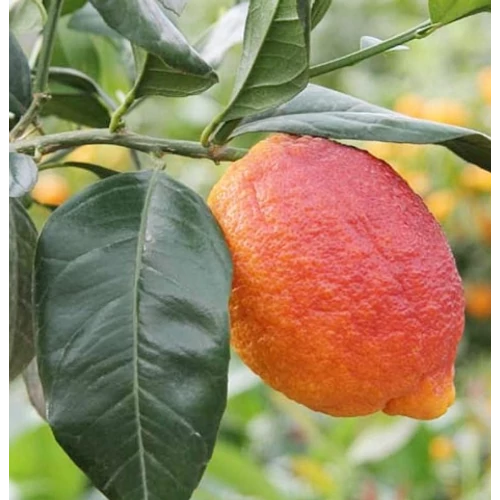 Citrus volkameriana