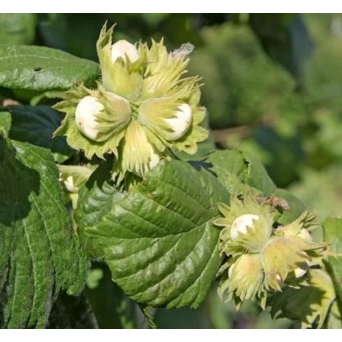 Corylus avellana 'Bolwilleri csoda'