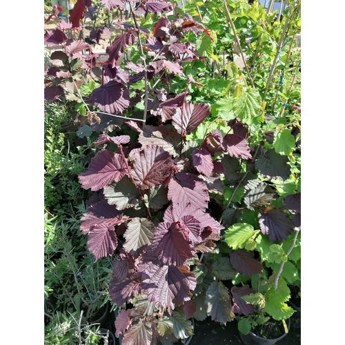 Corylus avellana 'Bőtermő nagy'