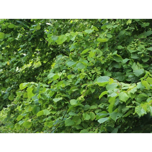 Corylus avellana 'Cosford'