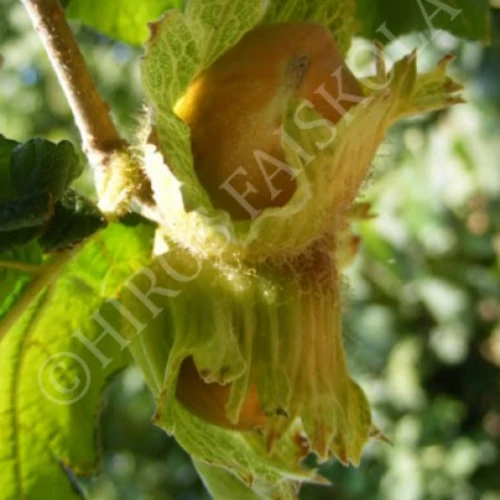 Corylus avellana 'Római'