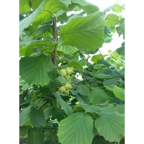 Mogyoró  - Corylus avellana 'Webb`s Prize Cob' 30/40cm K2l