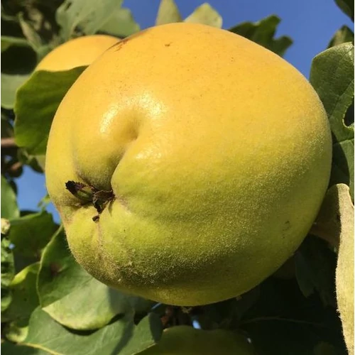 Cydonia oblonga 'Konstantinápolyi'