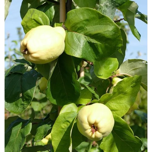 Cydonia oblonga 'Cydora robusta'