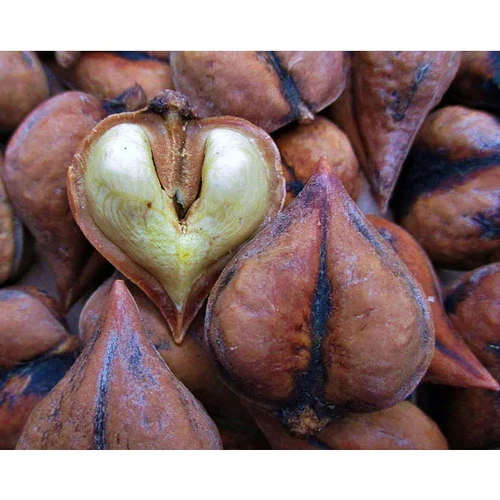 Juglans ailantifolia var. Cordiformis