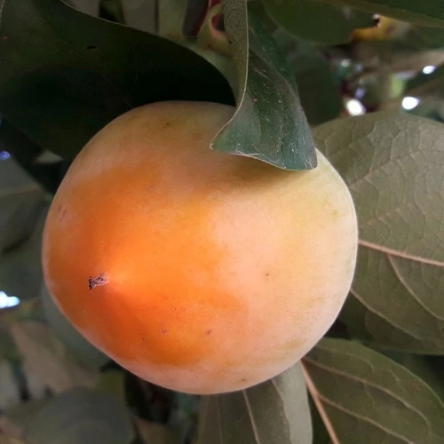 Diospyros kaki 'Ragno'