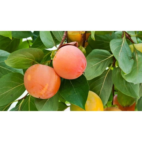 Diospyros 'Rojo Brillante' ('Rosso Brillante')