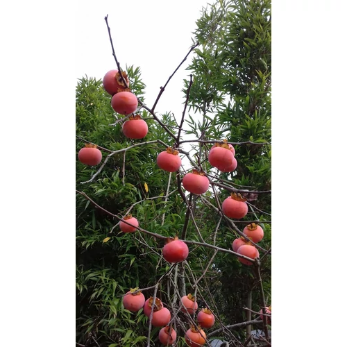 Diospyros 'Vaniglia'