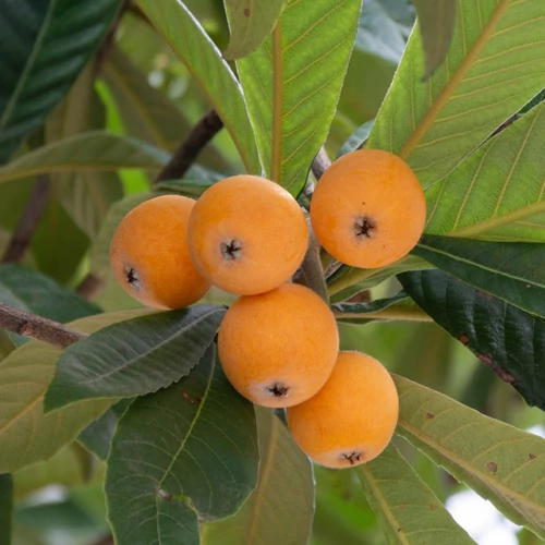 Eriobotrya japonica