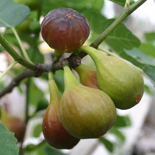 Ficus carica