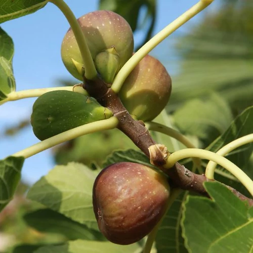 Ficus carica 'Barna Óriás'