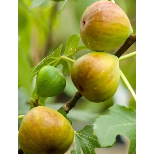 Ficus carica 'Brogiotto Bianco'