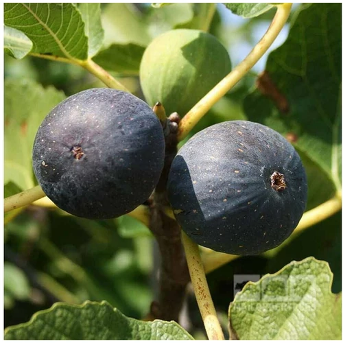 Ficus carica 'Brogiotto Nero'