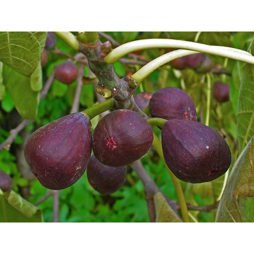 Ficus carica 'Brown Turkey'